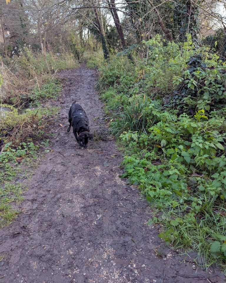 Instagram post from whartons_walkies. This post is in position 9.