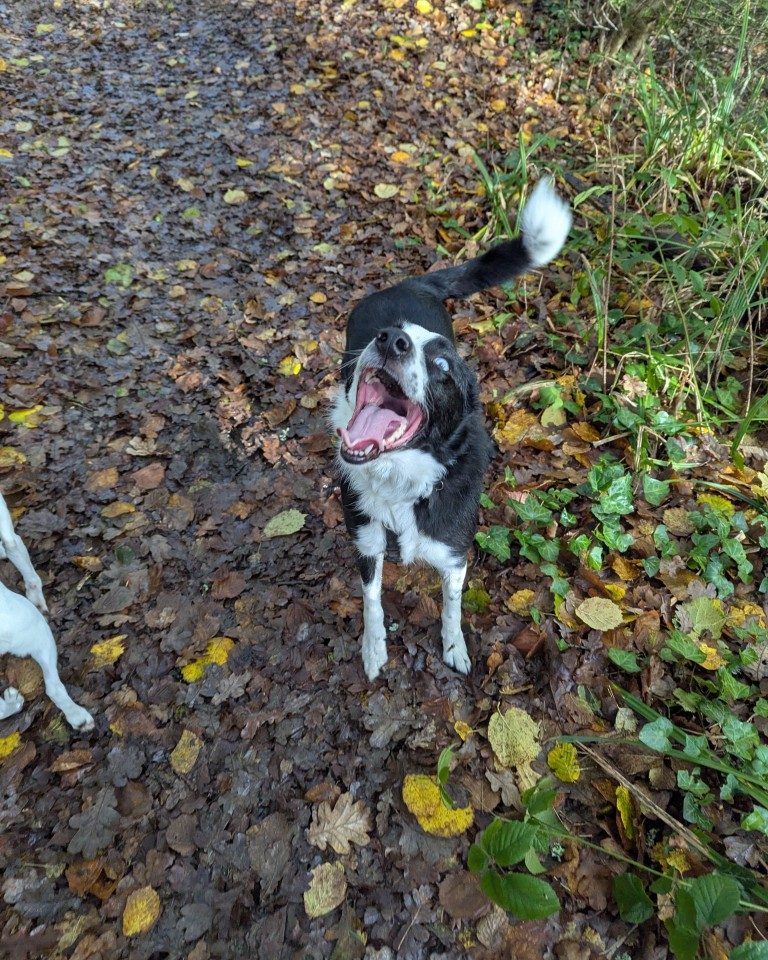 Instagram post from whartons_walkies. This post is in position 0.