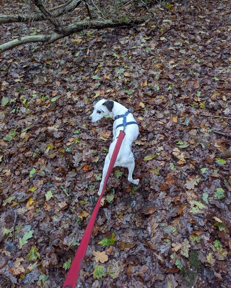 Instagram post from whartons_walkies. This post is in position 3.