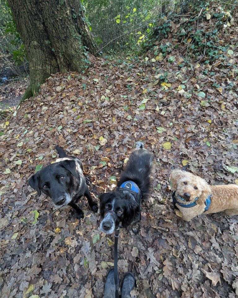 Instagram post from whartons_walkies. This post is in position 4.