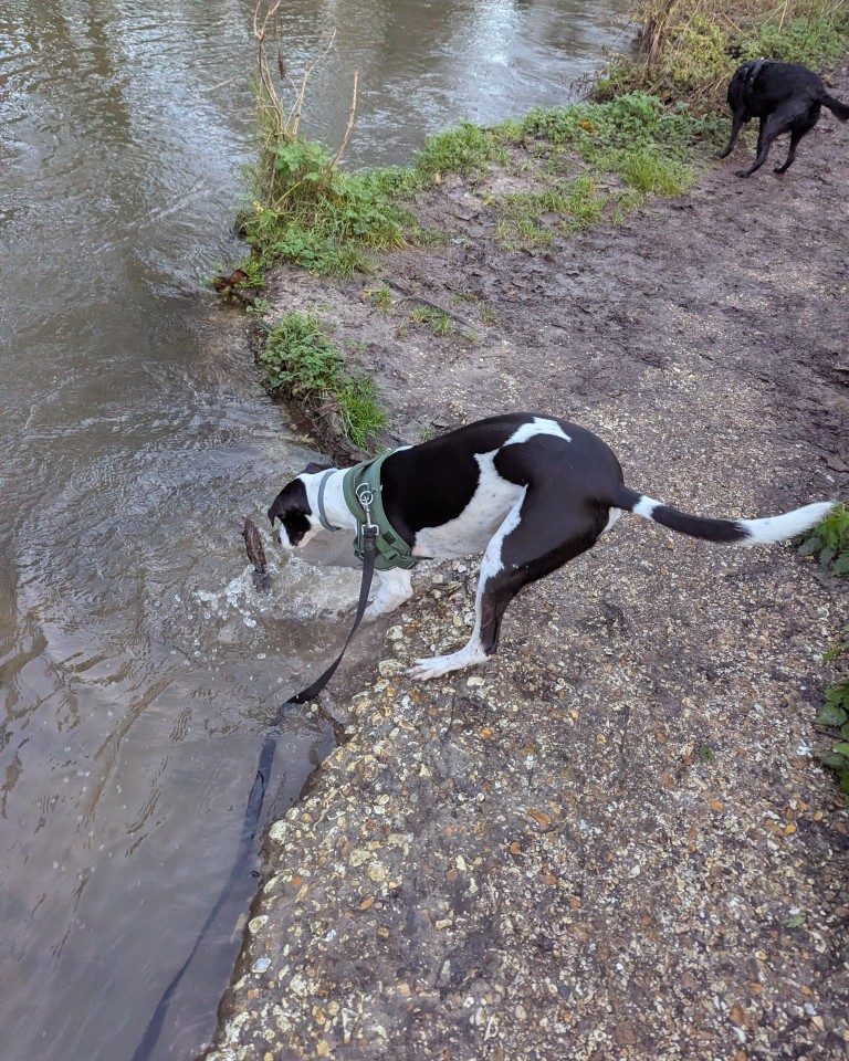 Instagram post from whartons_walkies. This post is in position 8.