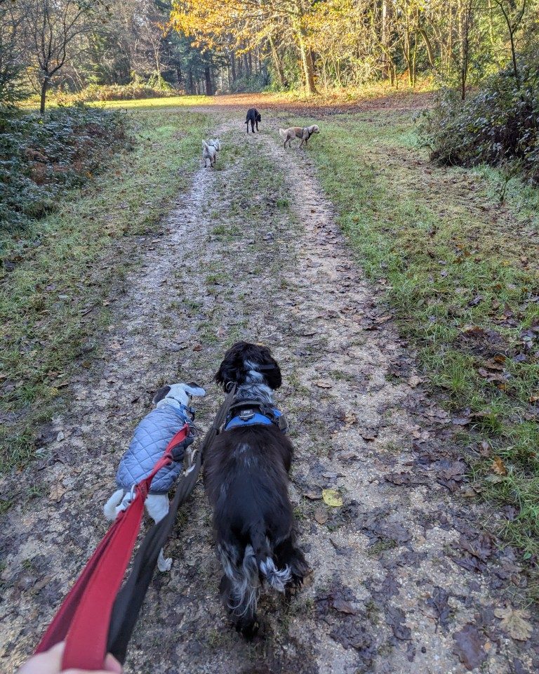 Instagram post from whartons_walkies. This post is in position 2.