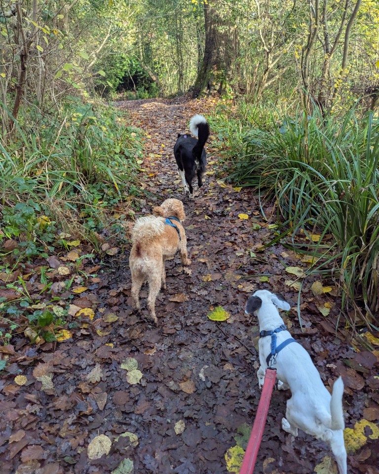 Instagram post from whartons_walkies. This post is in position 5.