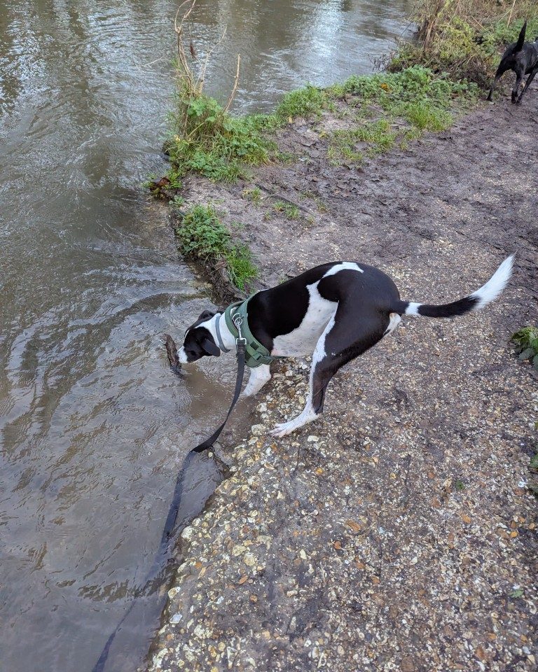 Instagram post from whartons_walkies. This post is in position 7.