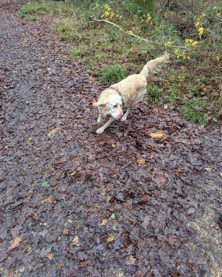 Instagram post from whartons_walkies. This post is in position 3.