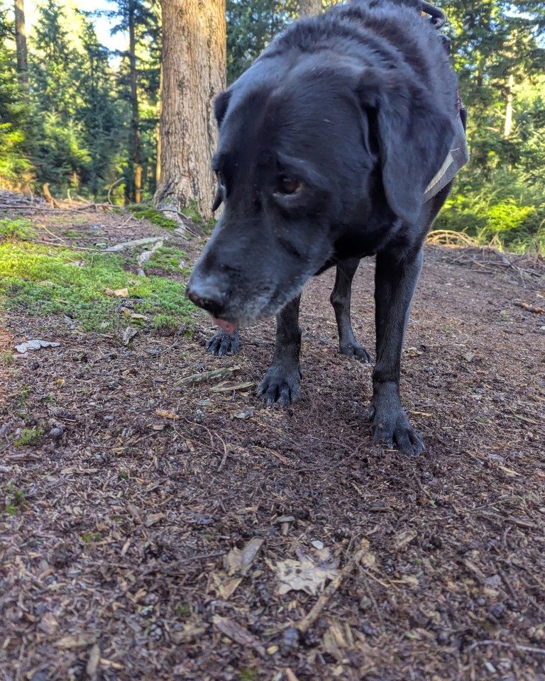 Instagram post from whartons_walkies. This post is in position 8.