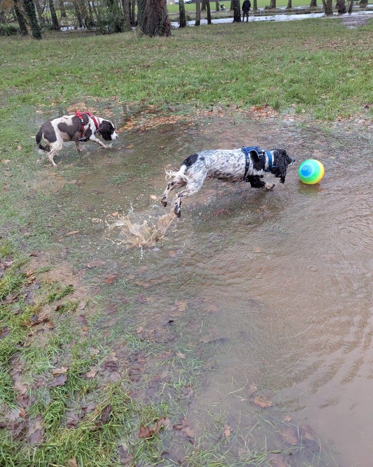 Instagram post from whartons_walkies. This post is in position 7.
