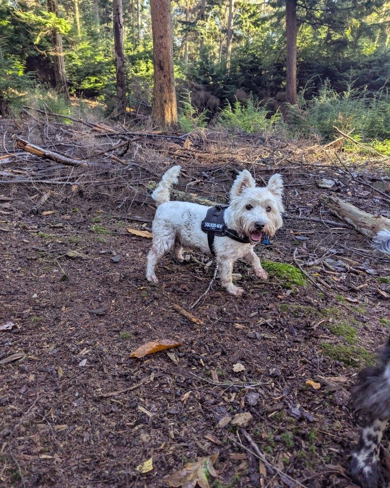 Instagram post from whartons_walkies. This post is in position 6.