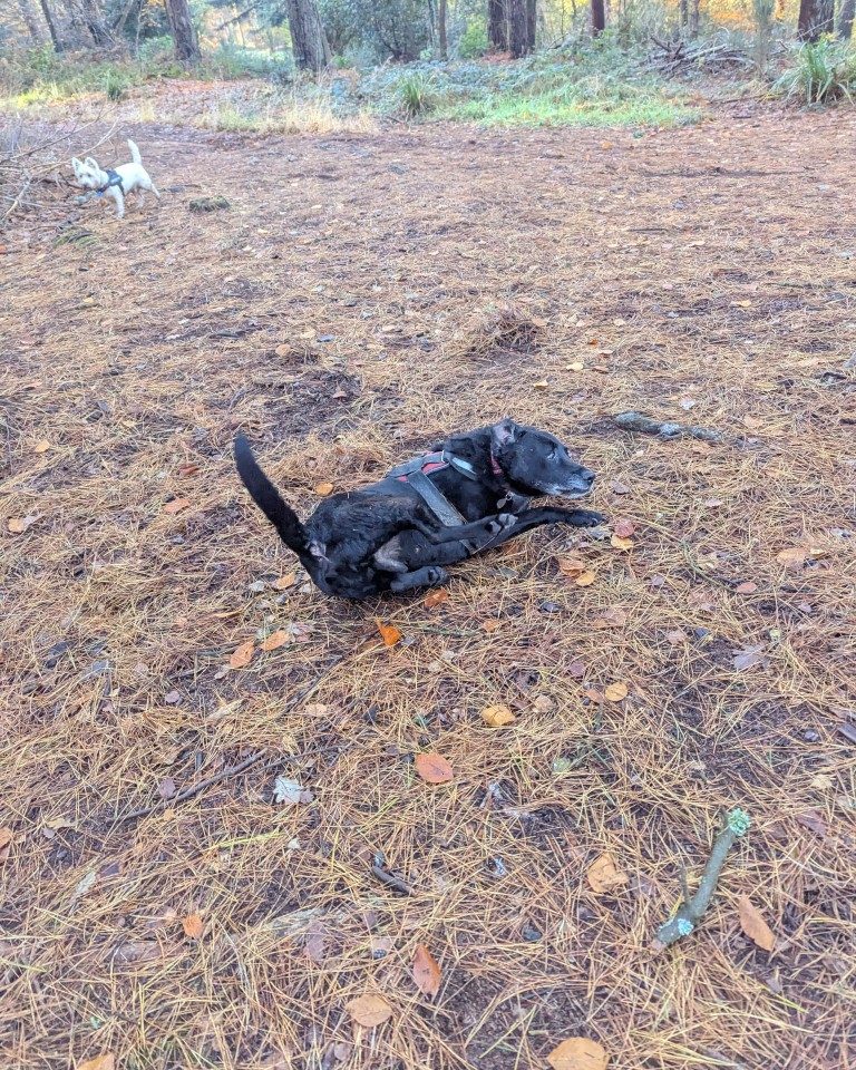 Instagram post from whartons_walkies. This post is in position 1.
