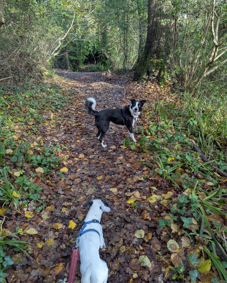 Instagram post from whartons_walkies. This post is in position 4.