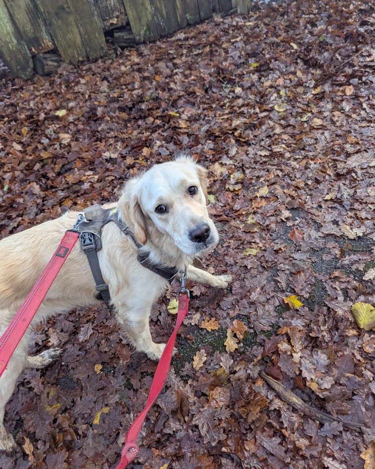 Instagram post from whartons_walkies. This post is in position 7.