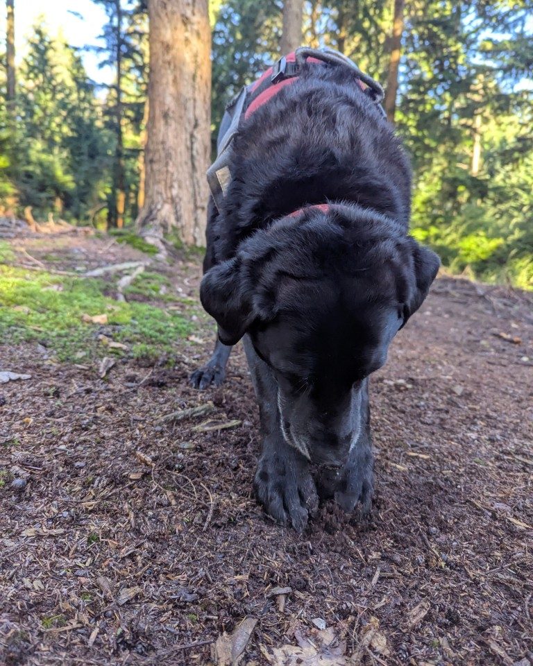 Instagram post from whartons_walkies. This post is in position 7.