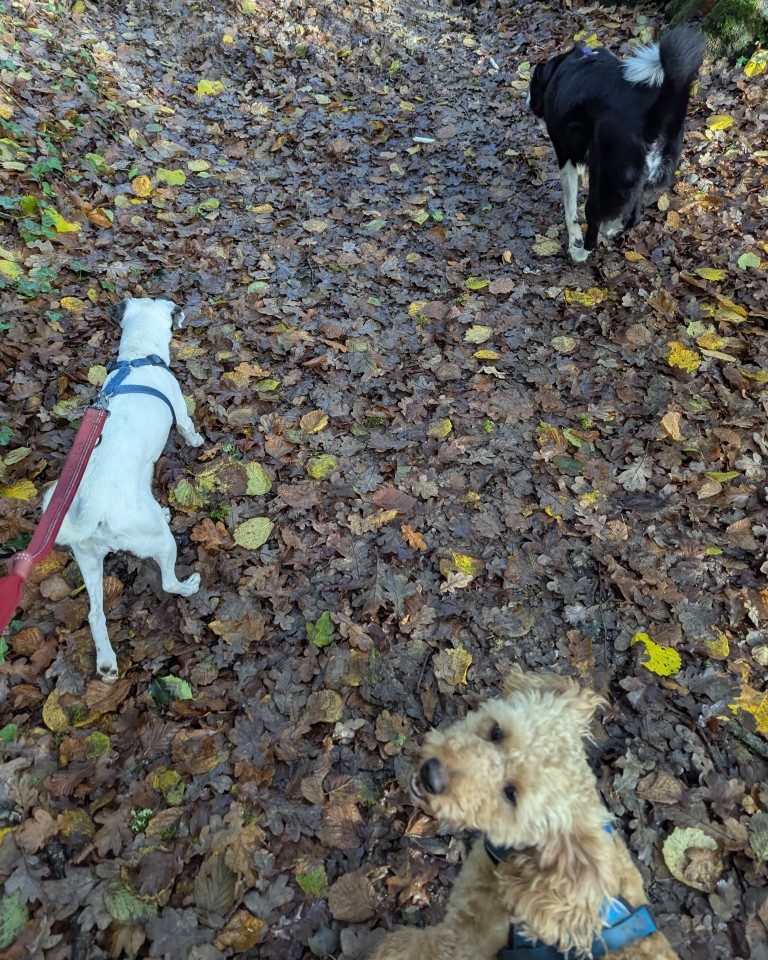 Instagram post from whartons_walkies. This post is in position 3.