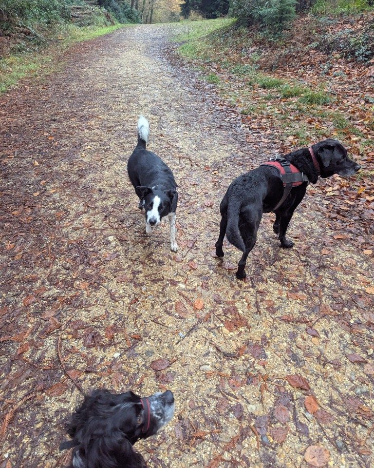 Instagram post from whartons_walkies. This post is in position 1.