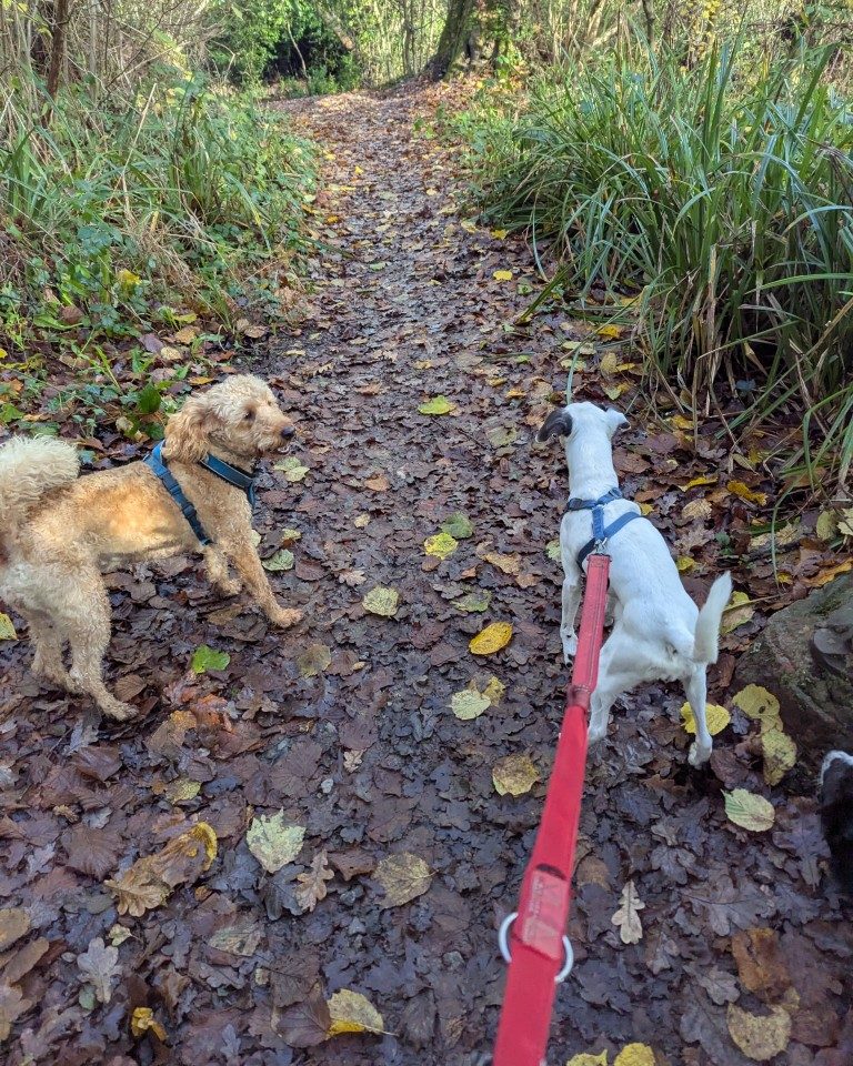 Instagram post from whartons_walkies. This post is in position 6.