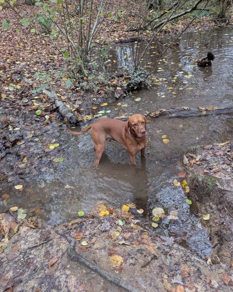 Instagram post from whartons_walkies. This post is in position 8.