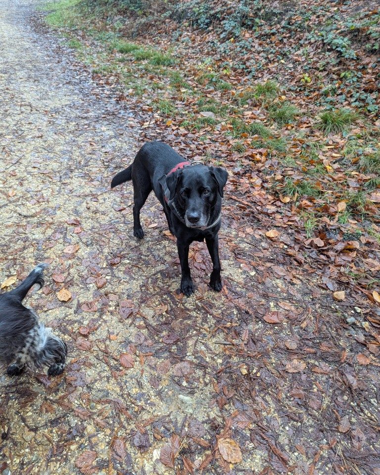 Instagram post from whartons_walkies. This post is in position 0.