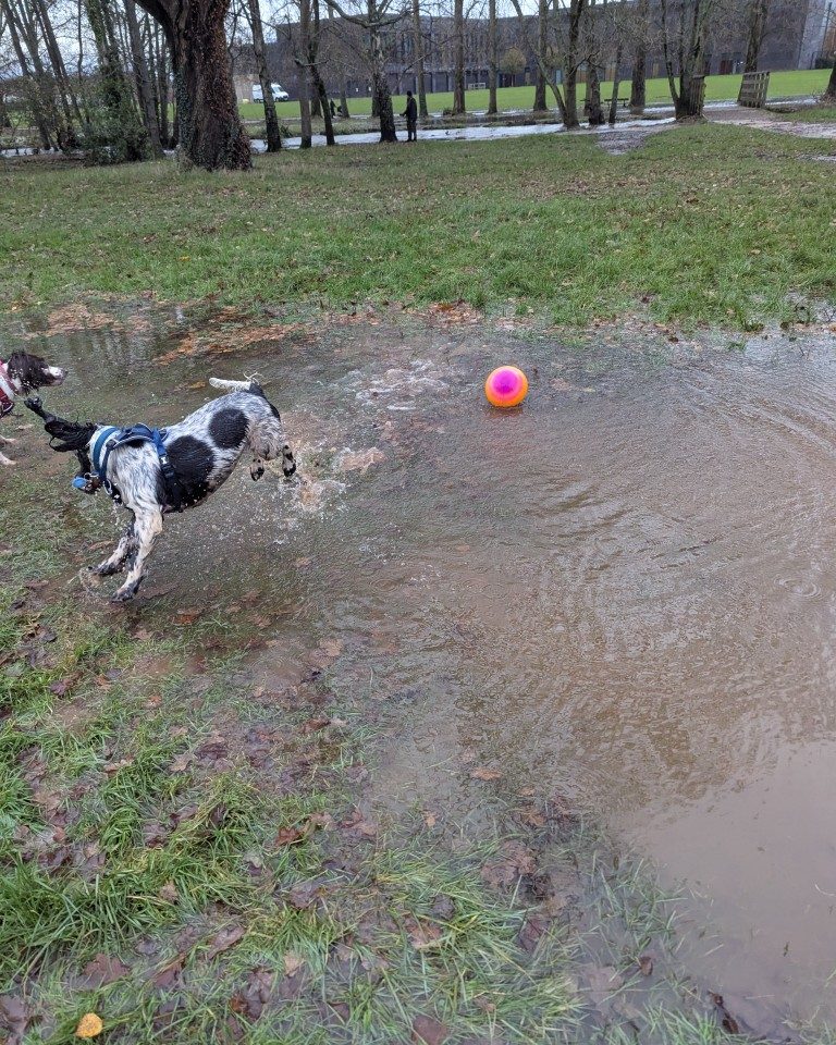 Instagram post from whartons_walkies. This post is in position 6.