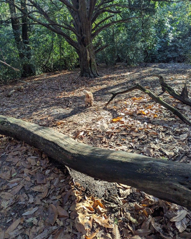 Instagram post from whartons_walkies. This post is in position 3.