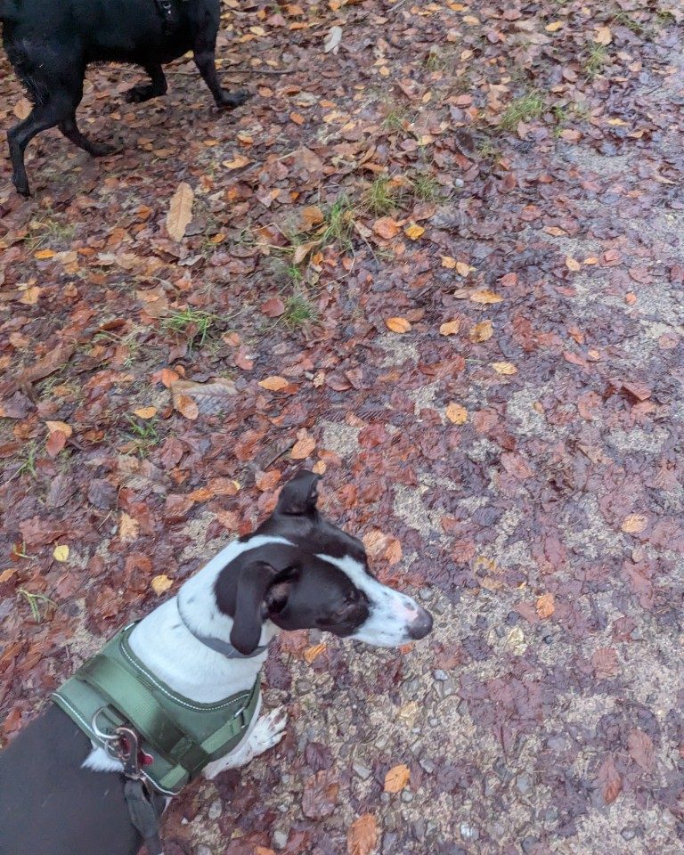 Instagram post from whartons_walkies. This post is in position 9.