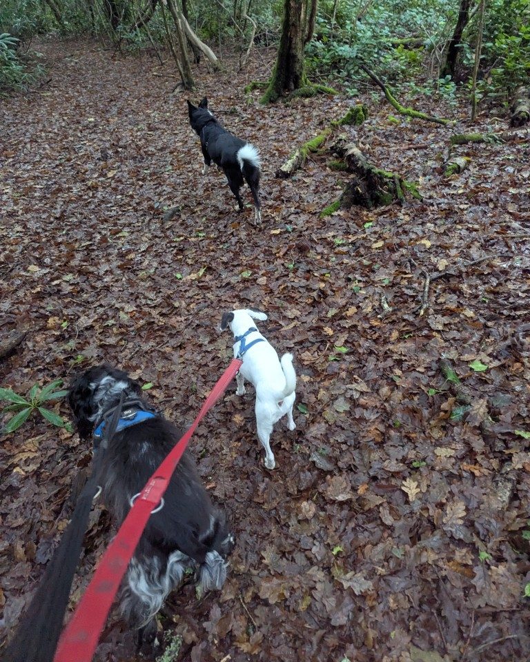 Instagram post from whartons_walkies. This post is in position 4.