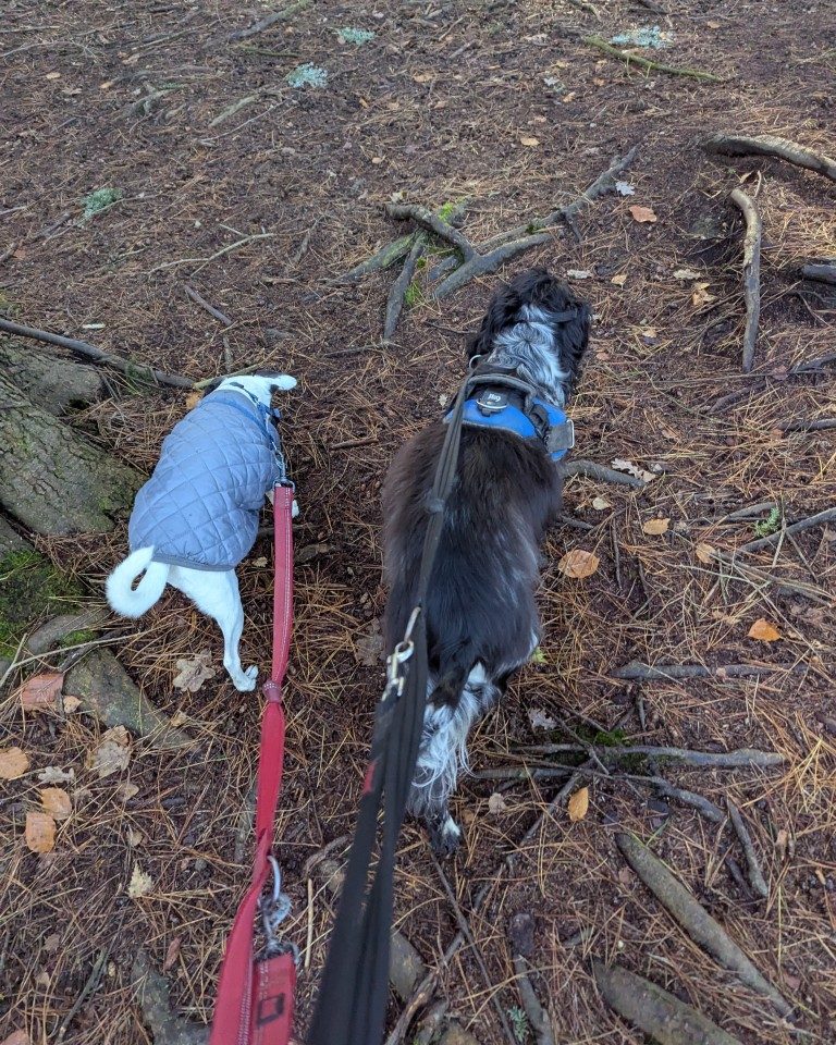 Instagram post from whartons_walkies. This post is in position 3.