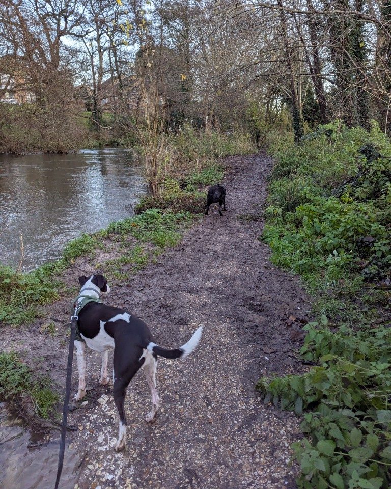 Instagram post from whartons_walkies. This post is in position 6.