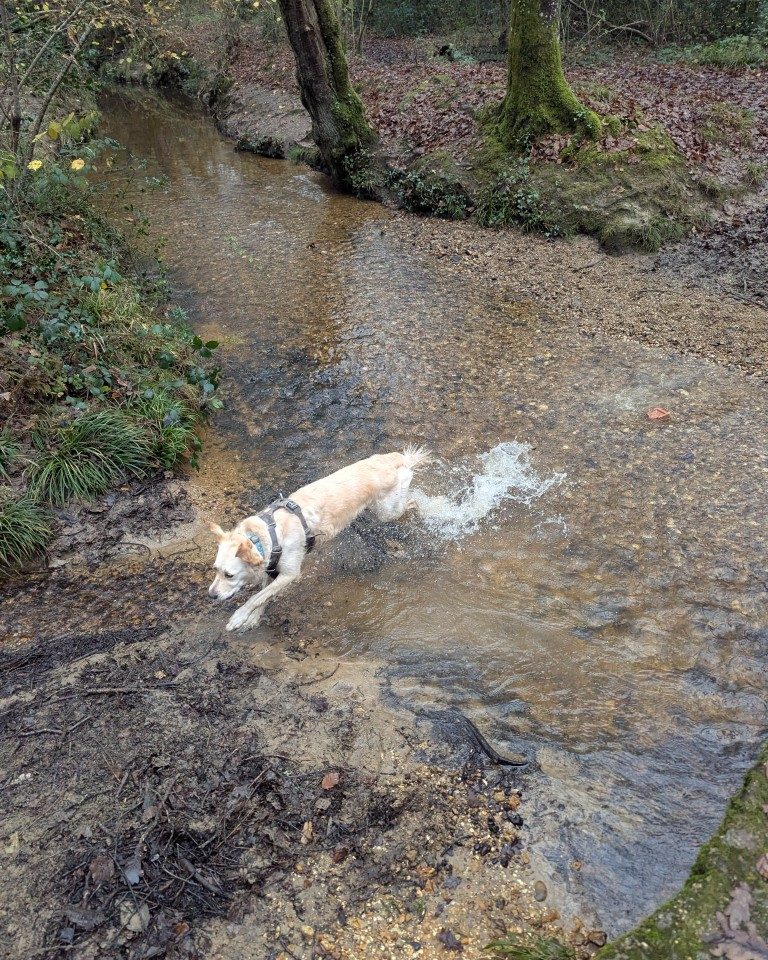 Instagram post from whartons_walkies. This post is in position 2.
