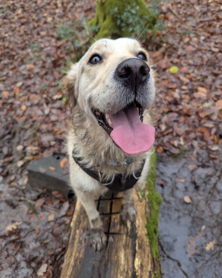 Instagram post from whartons_walkies. This post is in position 2.