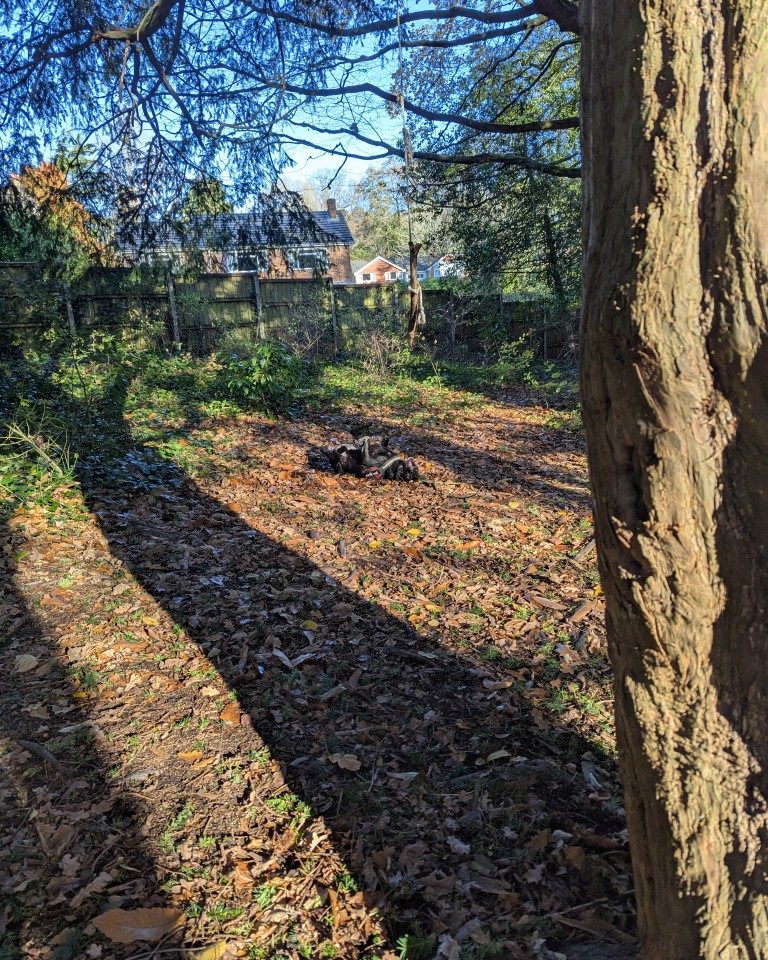 Instagram post from whartons_walkies. This post is in position 5.
