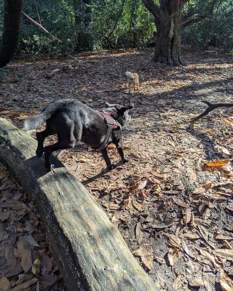 Instagram post from whartons_walkies. This post is in position 2.