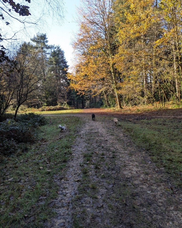 Instagram post from whartons_walkies. This post is in position 3.