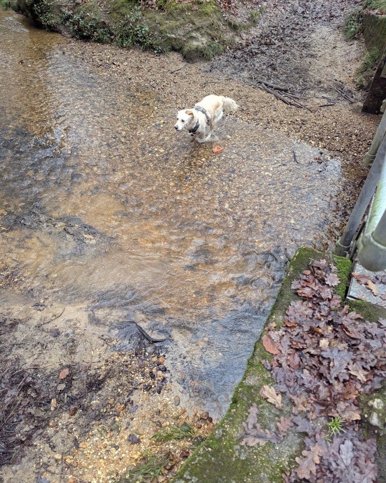 Instagram post from whartons_walkies. This post is in position 4.