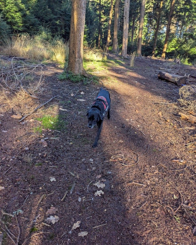 Instagram post from whartons_walkies. This post is in position 4.