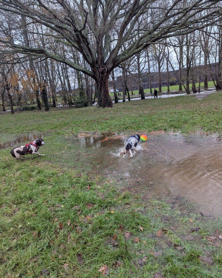 Instagram post from whartons_walkies. This post is in position 5.