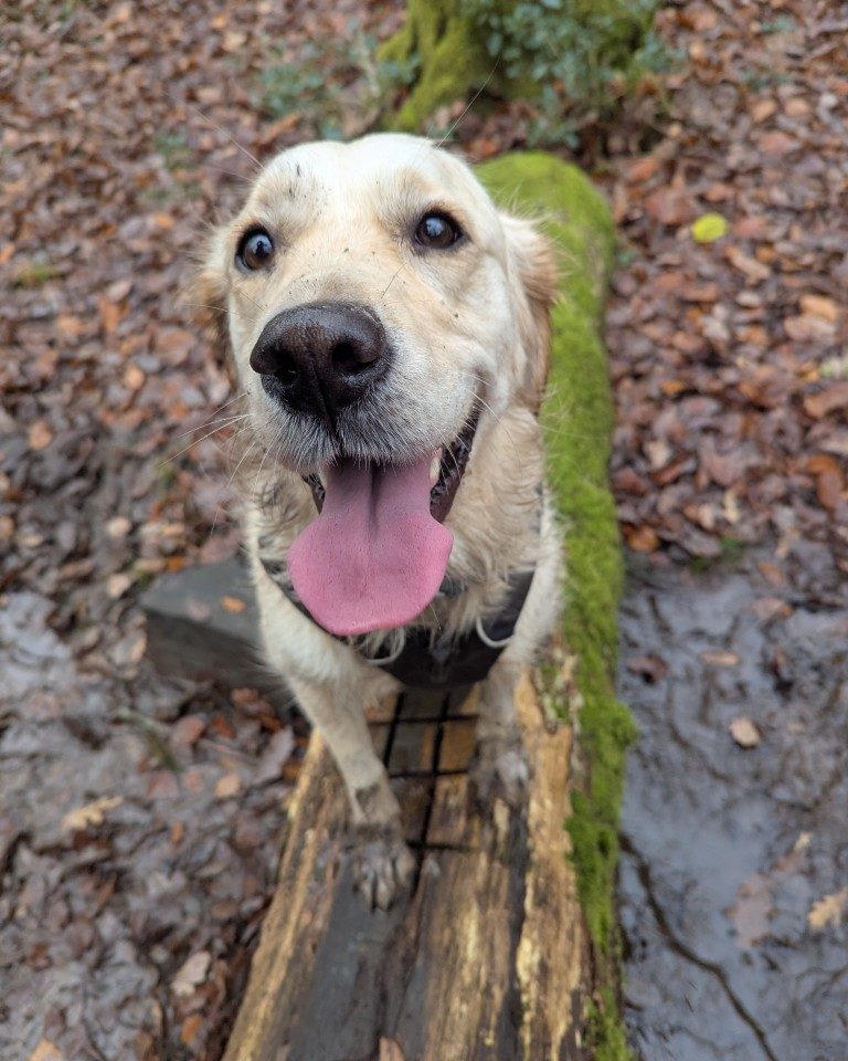 Instagram post from whartons_walkies. This post is in position 1.