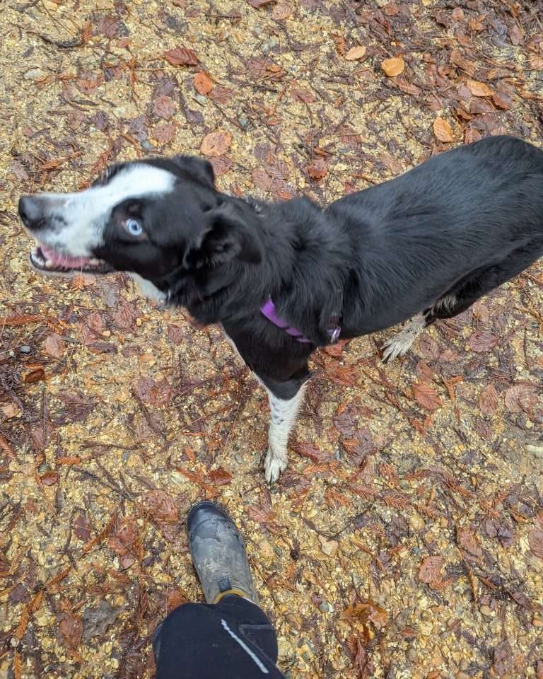 Instagram post from whartons_walkies. This post is in position 2.