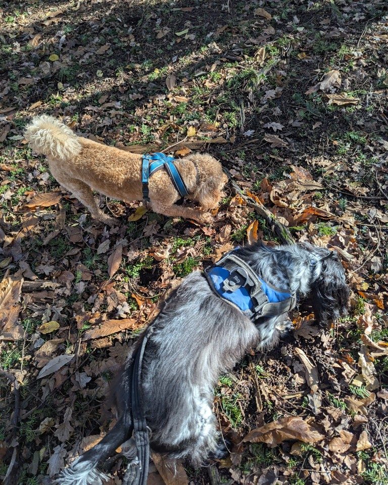 Instagram post from whartons_walkies. This post is in position 4.