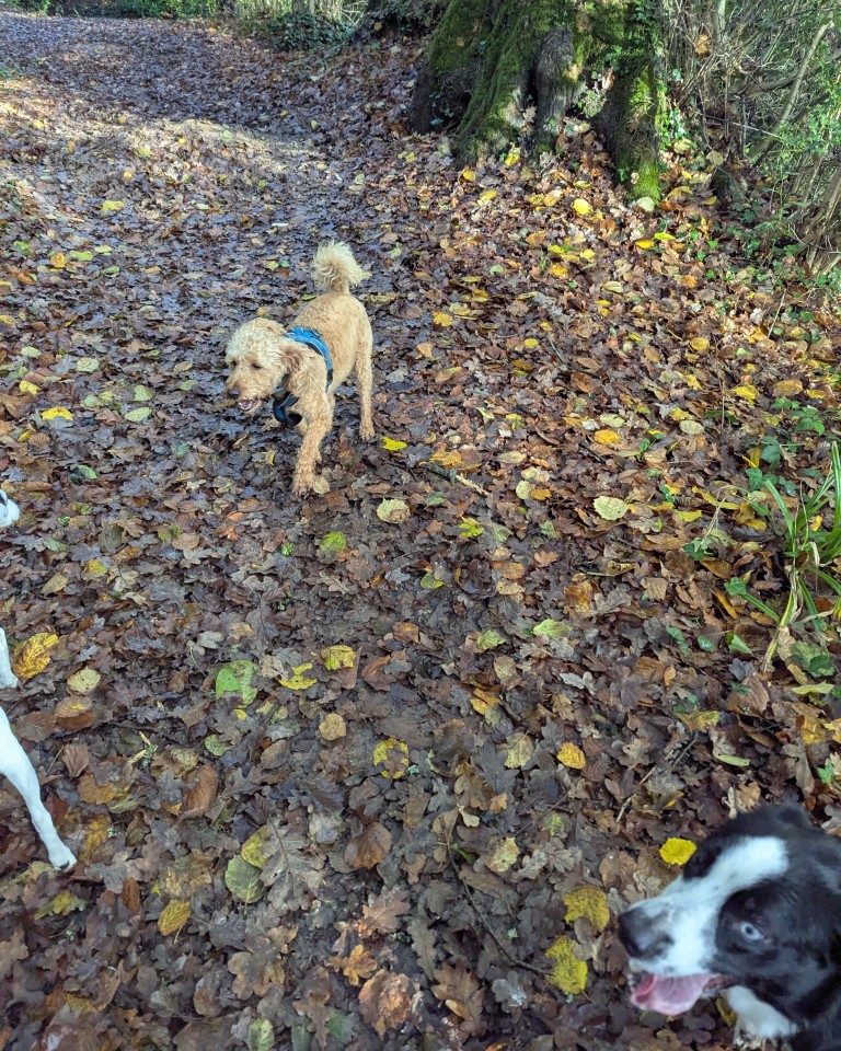 Instagram post from whartons_walkies. This post is in position 2.