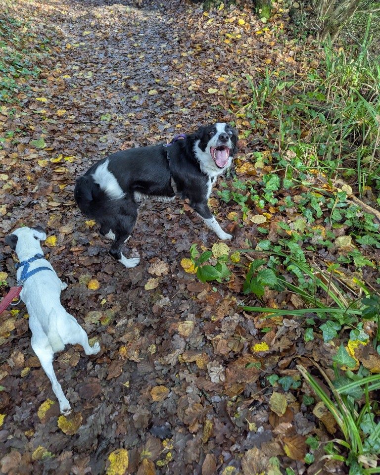 Instagram post from whartons_walkies. This post is in position 1.