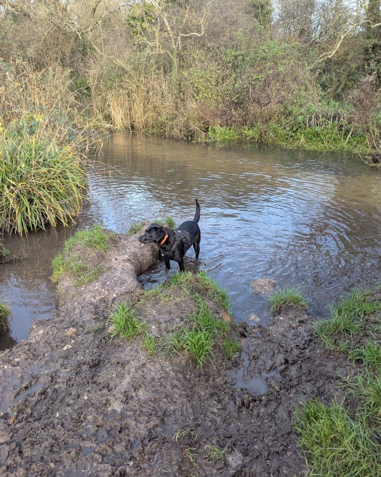 Instagram post from whartons_walkies. This post is in position 8.