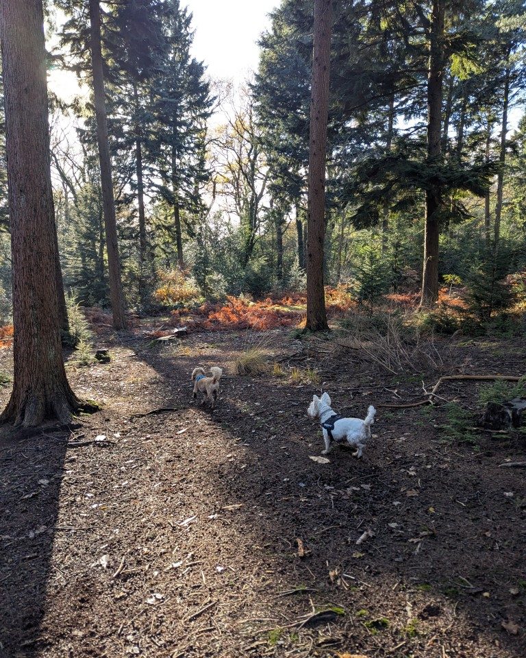 Instagram post from whartons_walkies. This post is in position 5.