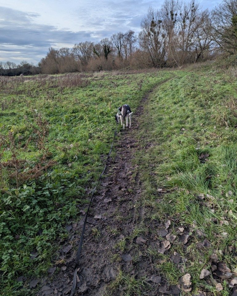 Instagram post from whartons_walkies. This post is in position 9.