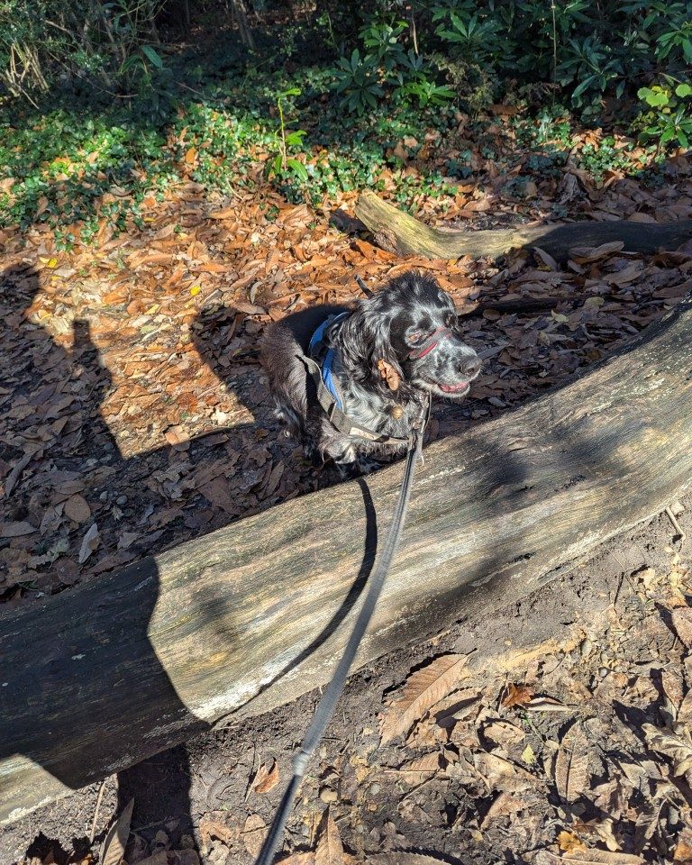 Instagram post from whartons_walkies. This post is in position 1.